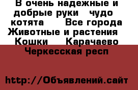 В очень надежные и добрые руки - чудо - котята!!! - Все города Животные и растения » Кошки   . Карачаево-Черкесская респ.